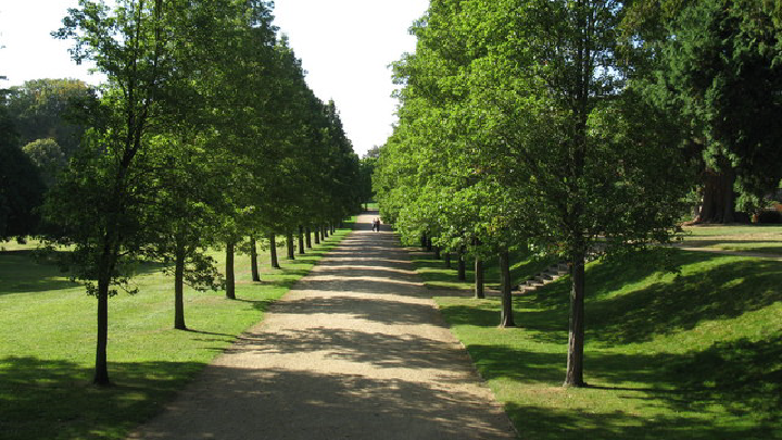 Avenue Plantation